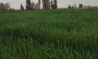 بازدید کارشناس حفظ نباتات از مزارع گندم و جو رحیم آباد و رحمت آباد جهت پایش سن غلات